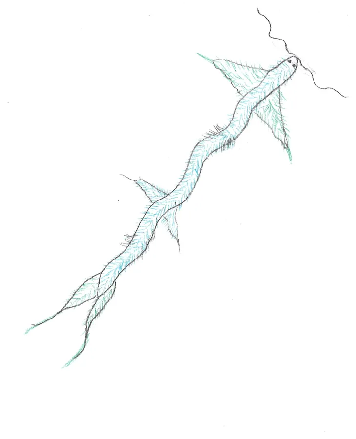 A long branching shape